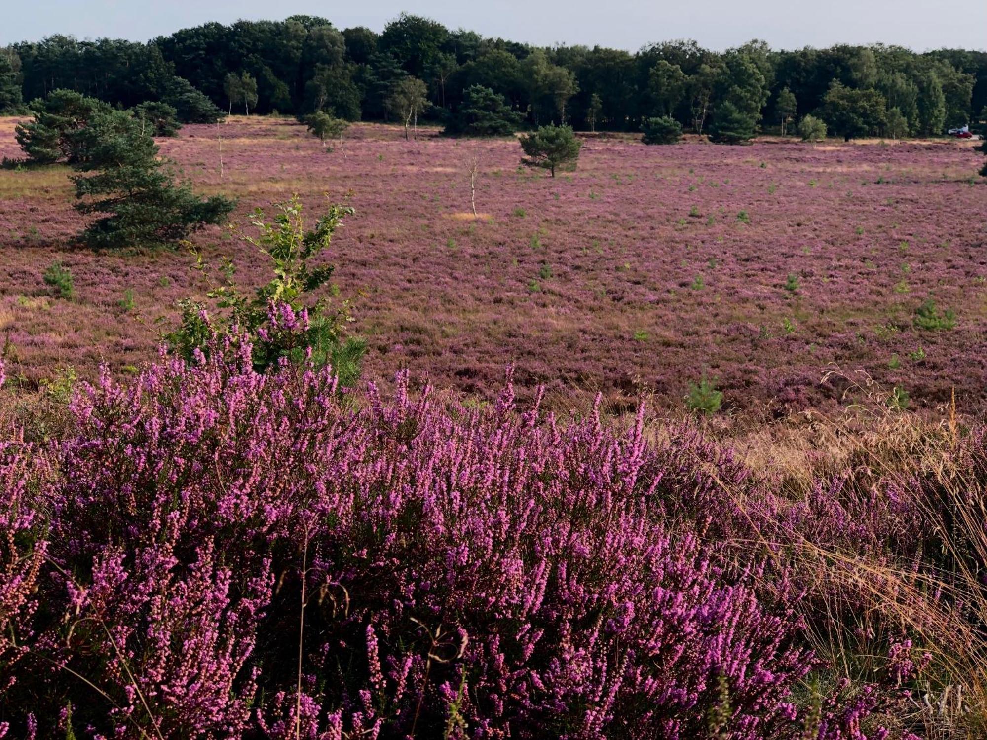 Het Natuurhuisje op de Veluwe Nunspeet Buitenkant foto